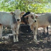En Yucatán refuerzan acciones de control del gusano barrenador