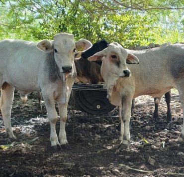 En Yucatán refuerzan acciones de control del gusano barrenador