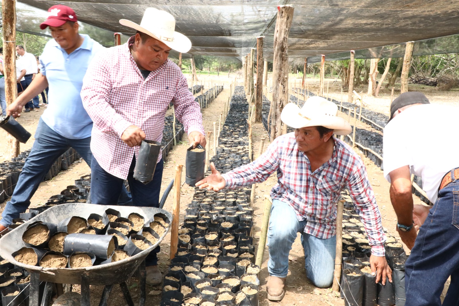 Sembrando Vida, el Milagro Tabasqueño