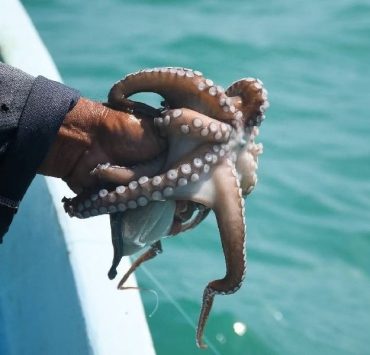 El pulpo maya de Yucatán busca conquistar el mundo con certificación internacional