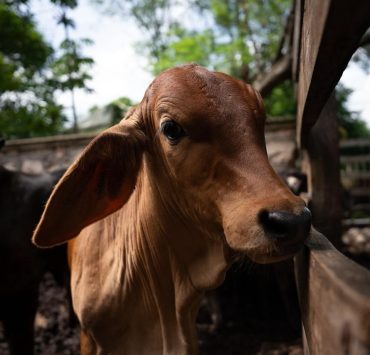 Yucatán da ejemplo nacional al blindar la sanidad ganadera con trabajo conjunto
