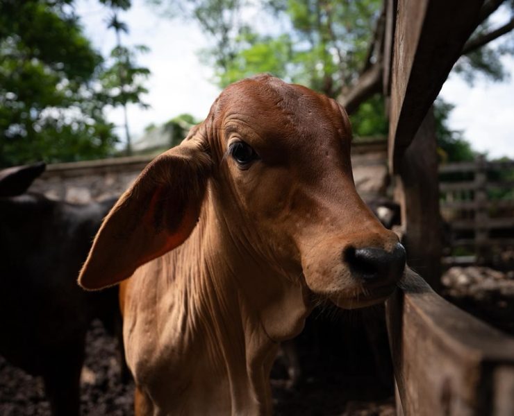 Yucatán da ejemplo nacional al blindar la sanidad ganadera con trabajo conjunto