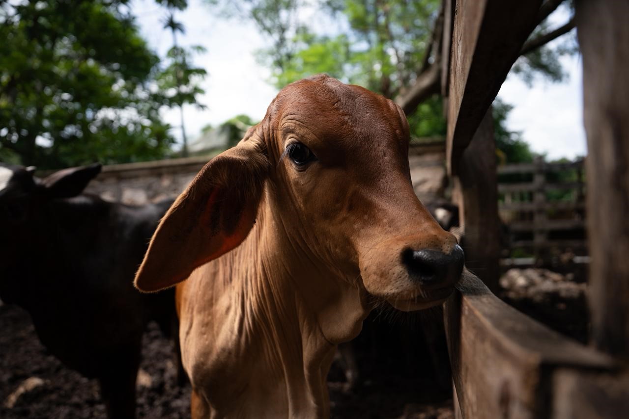 Yucatán da ejemplo nacional al blindar la sanidad ganadera con trabajo conjunto