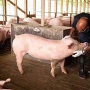 blank