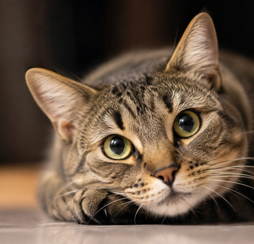 blank
